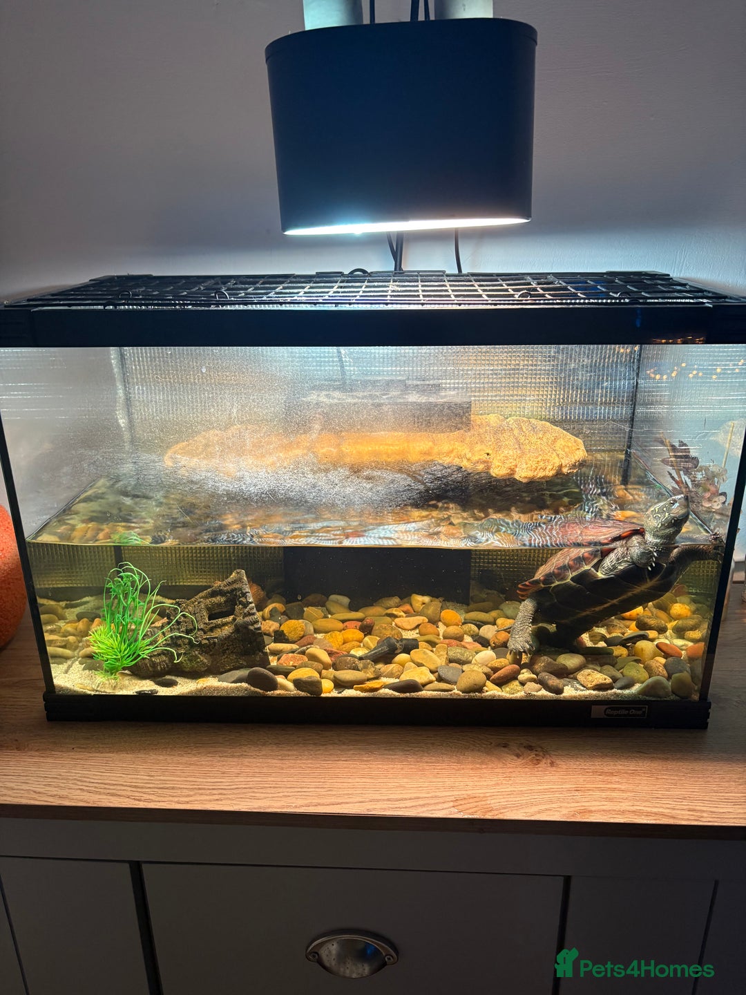 Turtle reptiles for sale: Reeves turtle & enclosure  - Image 3