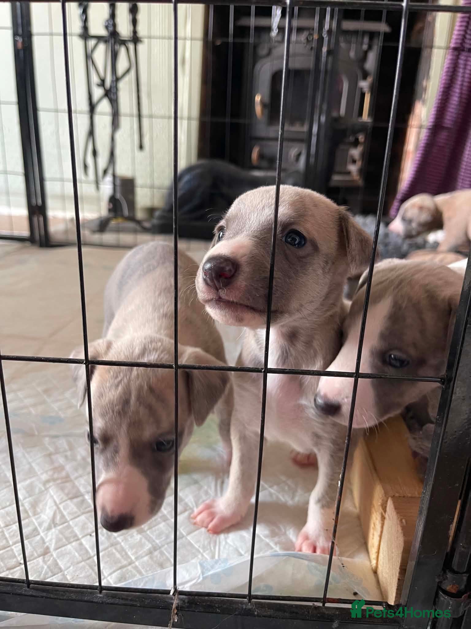 Whippet dogs Beautiful Whippet puppy's for sale - Advert 1