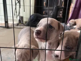 Whippet dogs Beautiful Whippet puppy's for sale - Advert 1