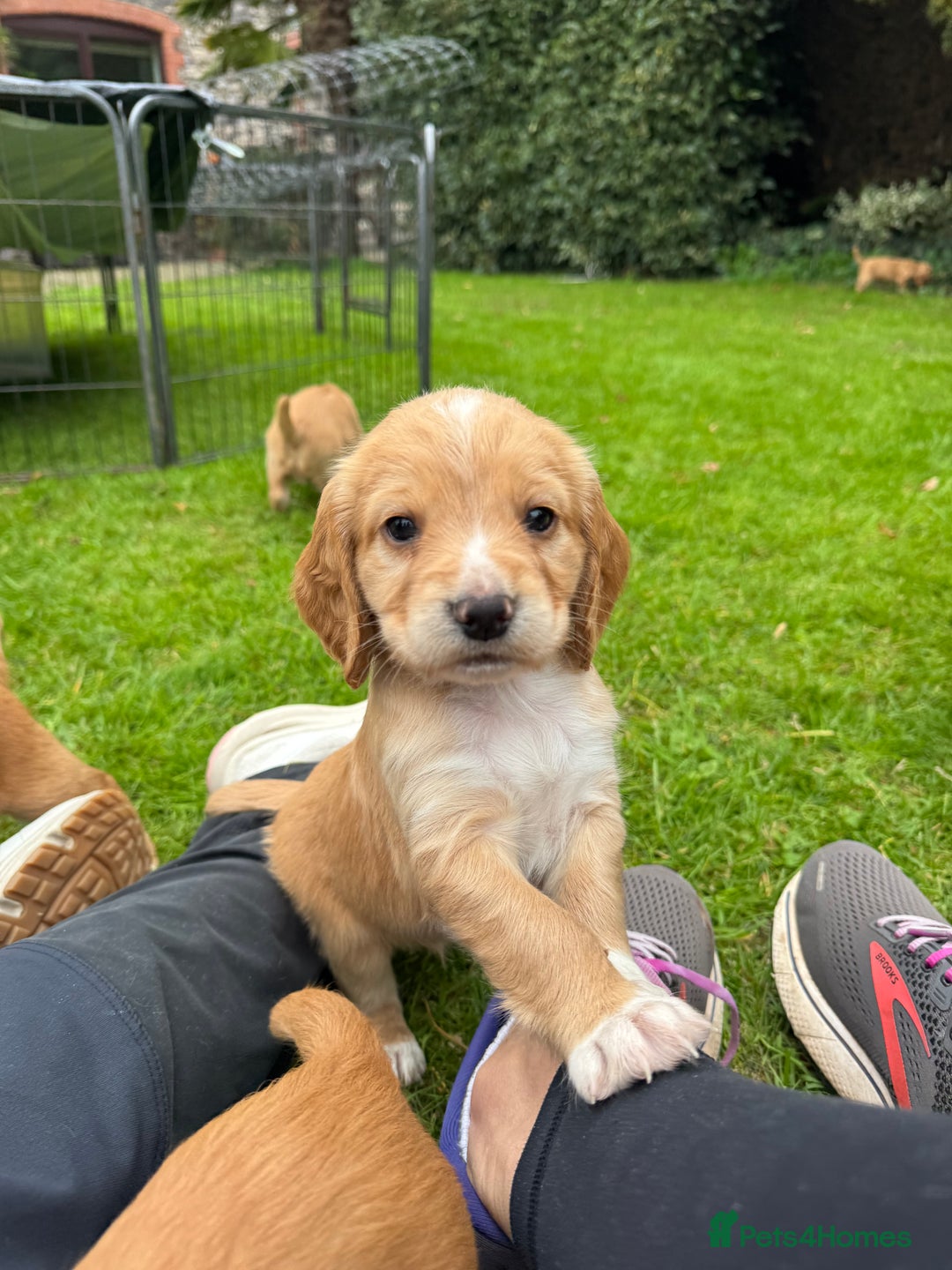 Cocker Spaniel dogs for sale: Stunning Working Cocker Spaniel Puppies - Image 9