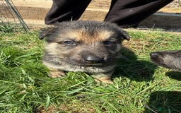 German Shepherd dogs for sale: German shepherd puppies  - Image 2