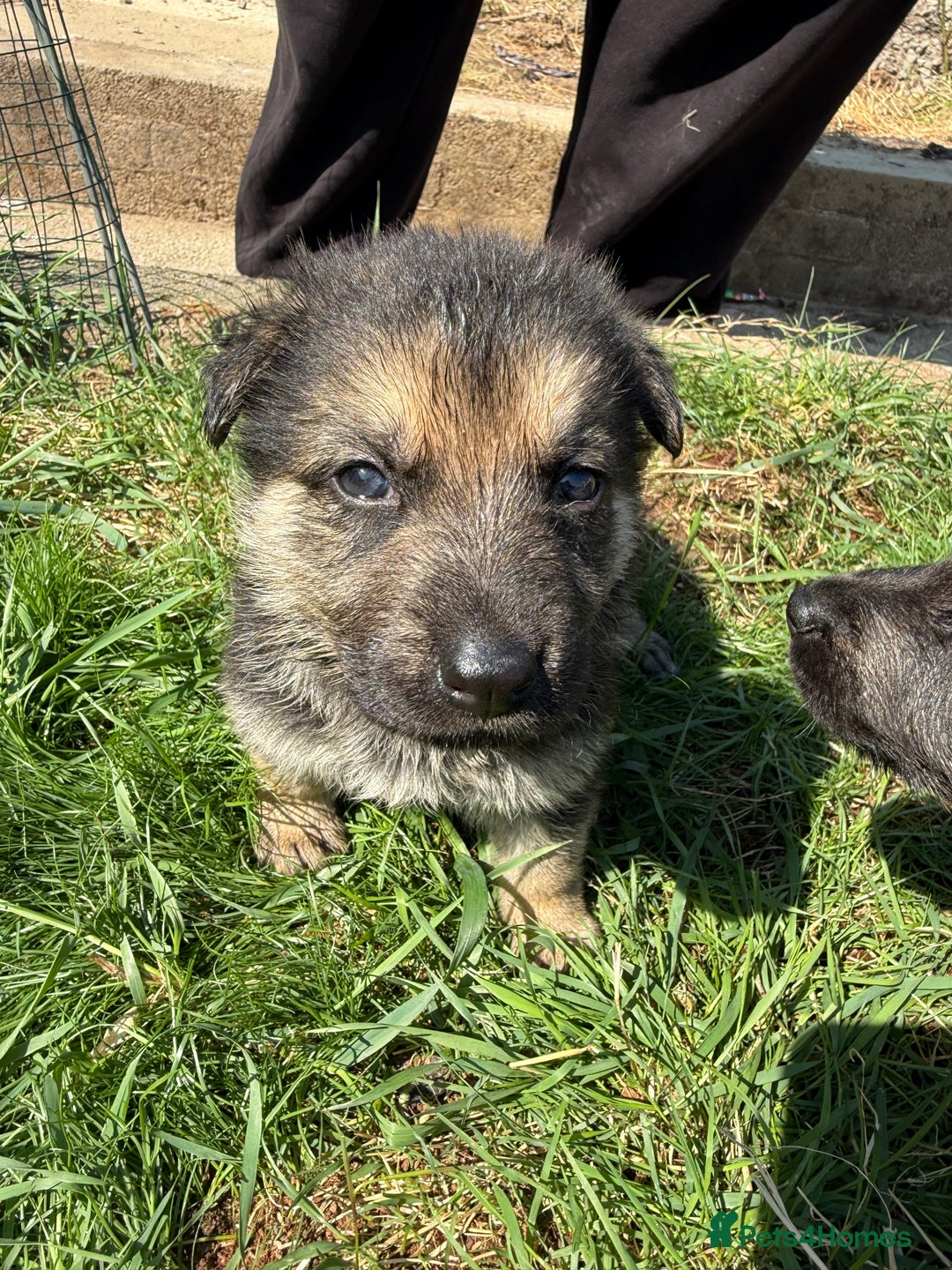 German Shepherd dogs for sale: German shepherd puppies  - Image 2