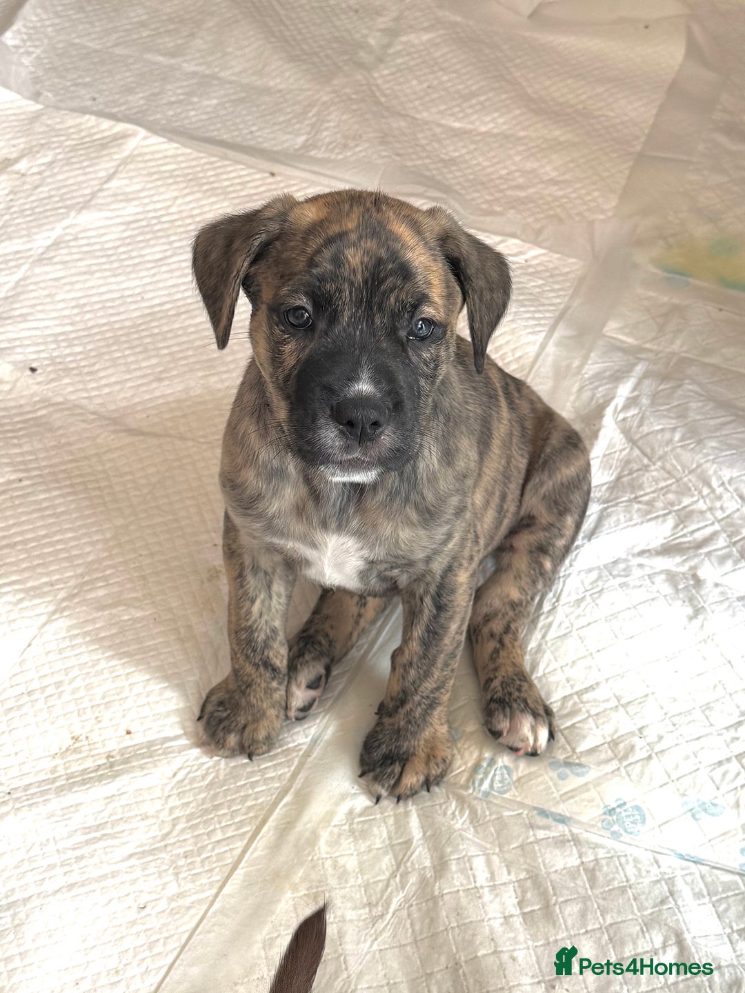 Brindle Baby Cane Corso Reverse Brindle Cane Corso Puppies For