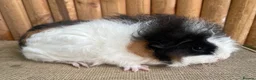 Guinea Pig rodents for sale: Baby sows - Advert 8