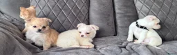 Chihuahua dogs for sale: gorgeous puppies in hull - Advert 10