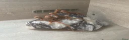 Bearded Dragon reptiles for sale: Hypo, Trans Blue bar leatherback and standard back in Southsea - Advert 3