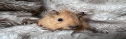 Guinea Pig rodents for sale: Baby guinea pigs Sows& Boars are can be reserved - Advert 6