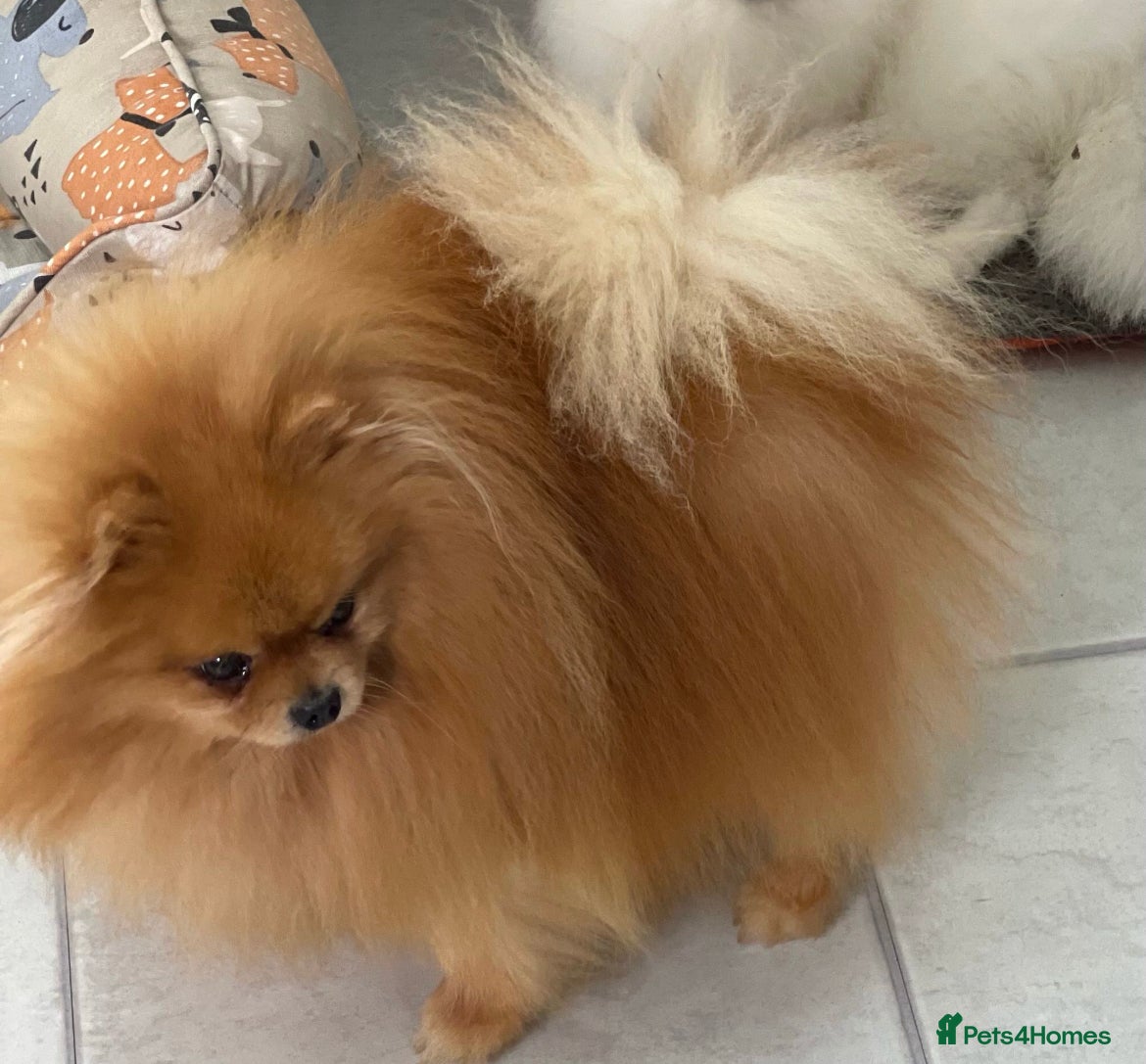Pomeranian dogs Beautiful   **   Pomeranian  - Advert 1