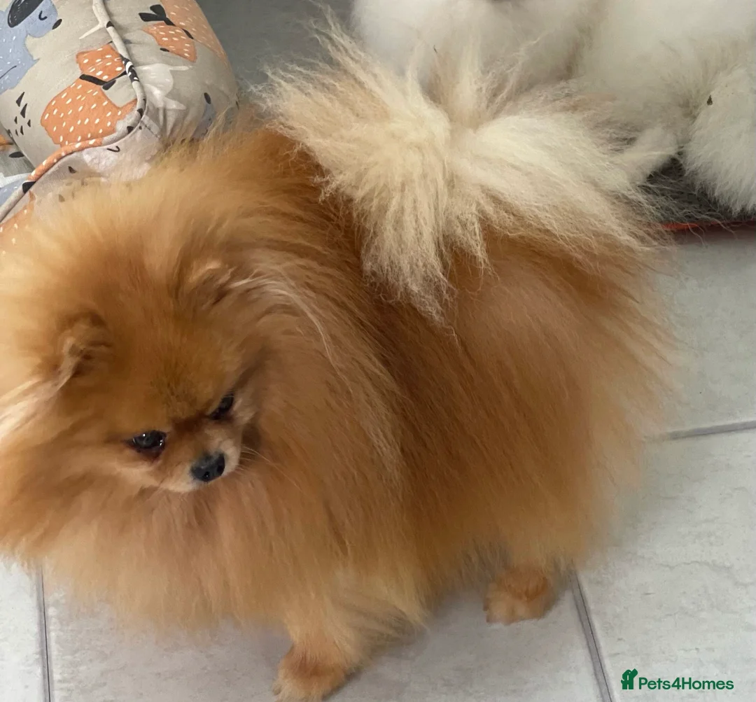 Pomeranian dogs for sale: Beautiful  **  Pomeranian  in Ingatestone - Advert 5