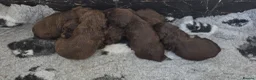 Cocker Spaniel dogs for sale: 6 CHOCOLATE KC WORKING TYPE COCKER SPANIEL - Advert 16