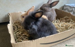 Lionhead rabbits for sale: ⭐️Beautiful Lionhead bunnies⭐️ - Image 1