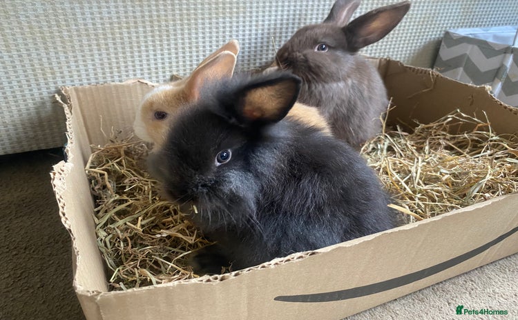 Lionhead rabbits - Advert 1