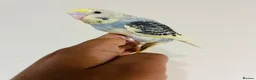 Budgerigars birds for sale: Hand reared budgies for sale  - Advert 6