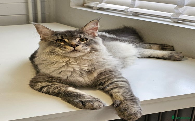 Maine Coon cats - Advert 4