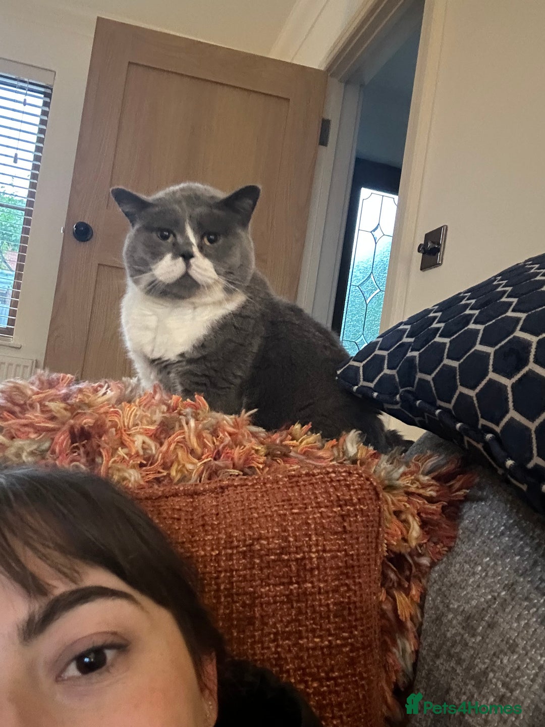 British Shorthair cats for sale: Belle - my beautiful, sweet, indoor baby  - Advert 14