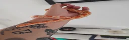 Corn Snake reptiles for sale: Amel corn snake - Advert 1