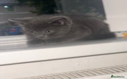 British Shorthair cats for sale: Kittens for sale bradford - Image 5