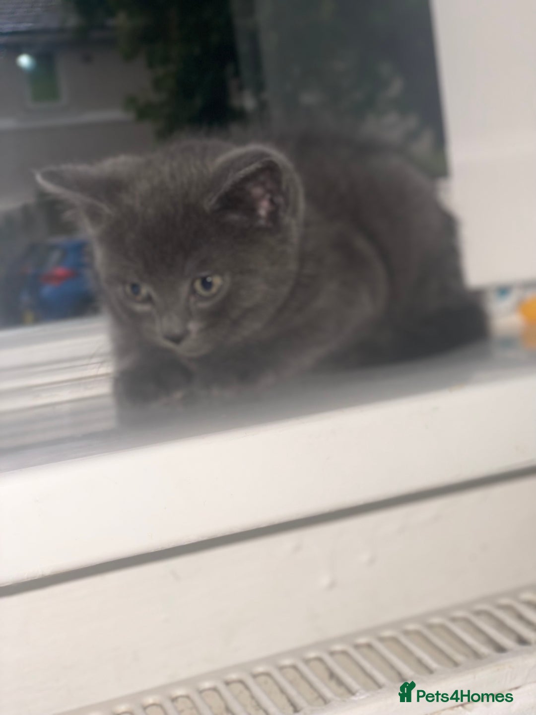 British Shorthair cats for sale: Kittens for sale bradford - Image 5