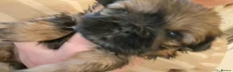 Shih Tzu dogs for sale: 5 beautiful KC reg shih Tzu puppies  - Advert 11