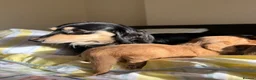 Dachshund dogs for sale: KC.Reg. Miniature LongHaired Dachshund Puppies  - Advert 2