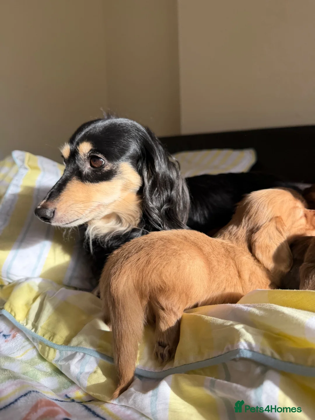 Dachshund dogs for sale: KC.Reg. Miniature LongHaired Dachshund Puppies  - Advert 2