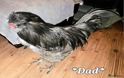 Chickens poultry for sale: Blue British tailed Araucana boy  - Image 12