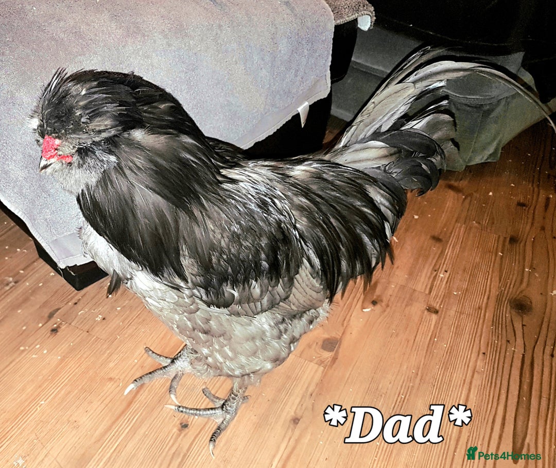 Chickens poultry for sale: Blue British tailed Araucana boy  - Image 12