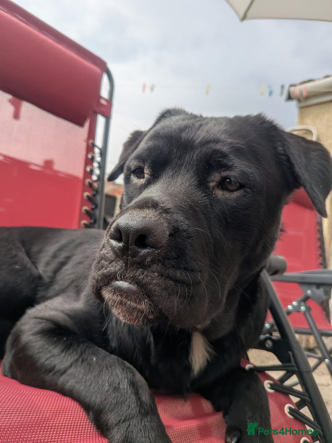 Mixed Breed dogs for sale: Lovely boy reluctant sale - Image 1