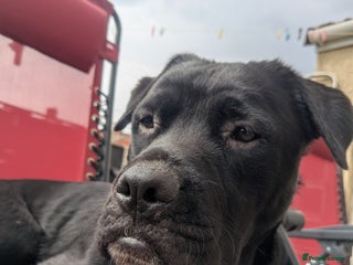 Mixed Breed dogs for sale - Advert 1