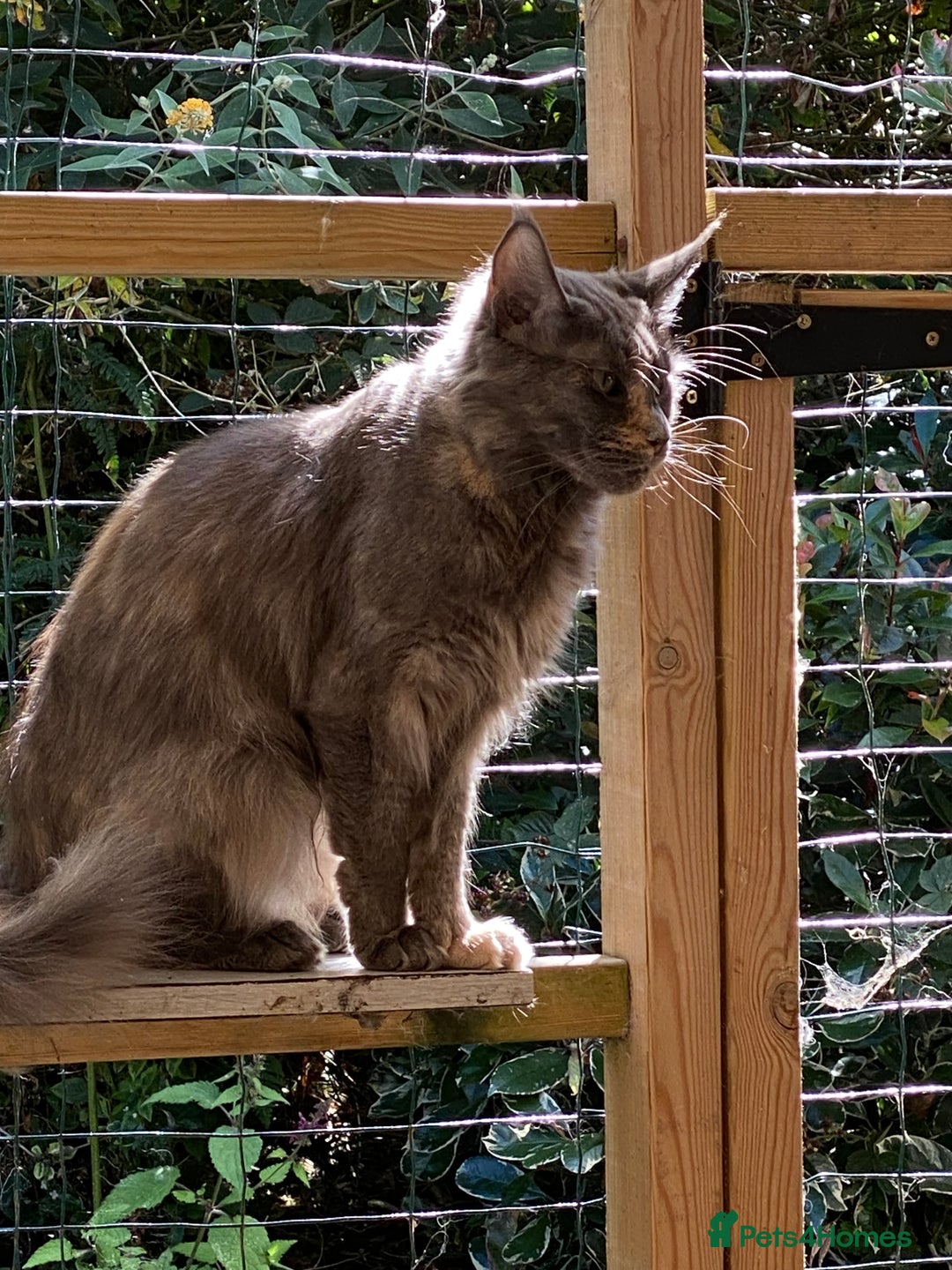 Maine Coon cats for sale: Pure registered active main coon - Image 5