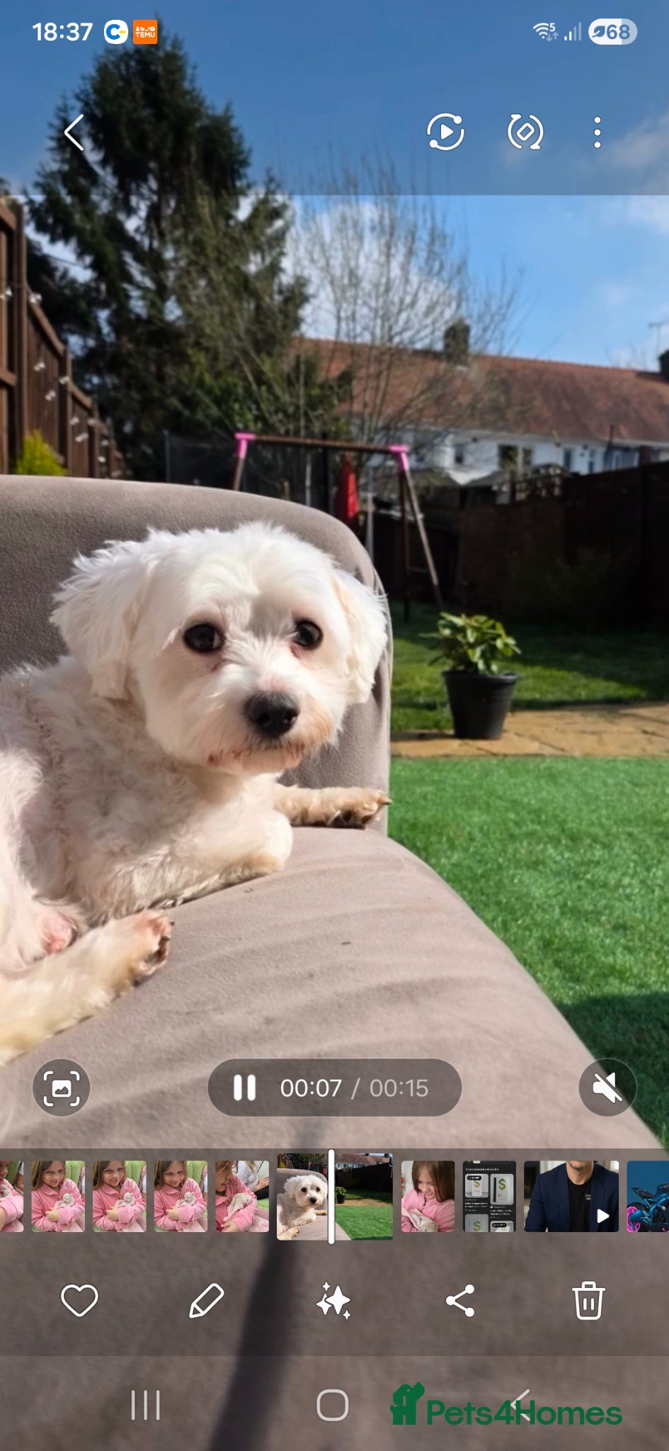 Maltese dogs Beautiful Maltese pupies - Advert 2