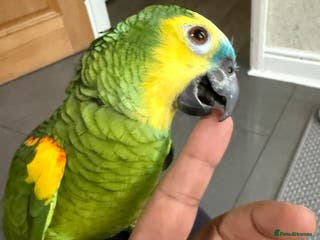 Parrots birds Blue Font Amazon Male Parrot sorry sold now - Advert 16