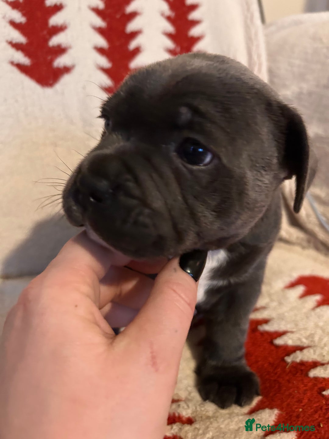 Staffordshire Bull Terrier dogs for sale: Stunning KC Reg 5 gens Blue Staffies - Advert 3