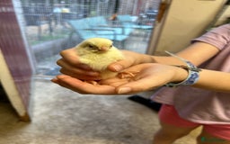 Chickens poultry for sale: Large Fowl Hybrid Chicks For Sale. Day olds  - Image 10