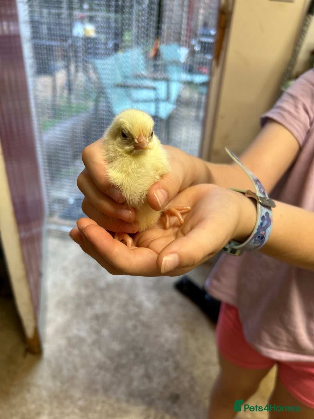 Chickens poultry for sale: Large Fowl Hybrid Chicks For Sale. Day olds  - Image 10