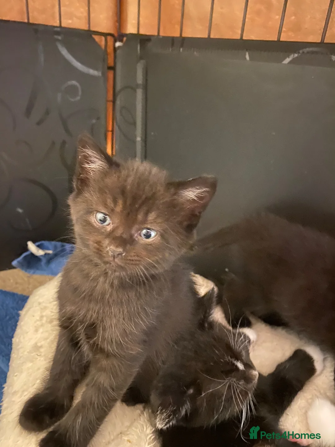 Mixed Breed cats for sale: Gorgeous kittens needing loving homes - Advert 9