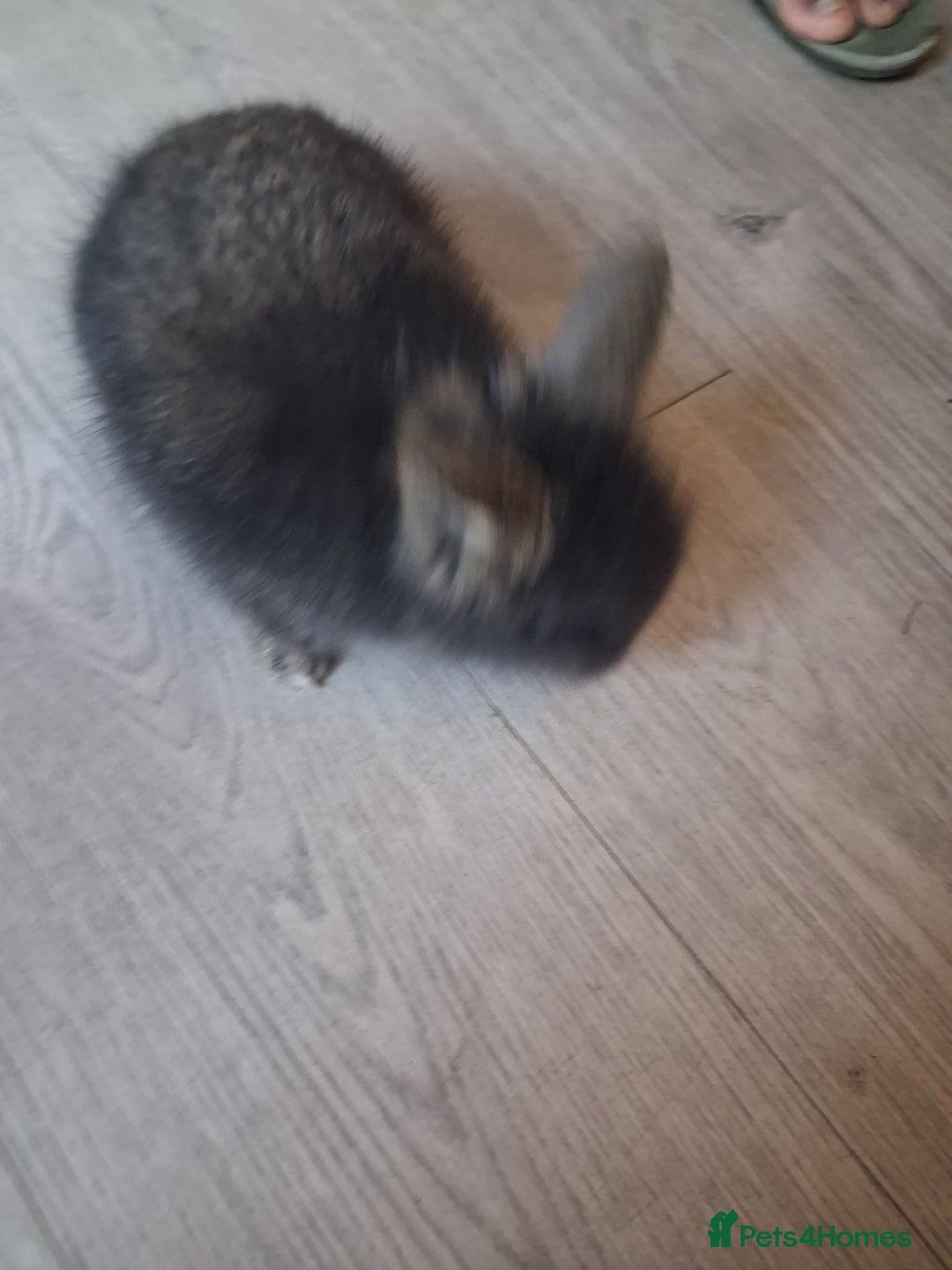 Lionhead rabbits for sale: Lionhead  - Advert 3