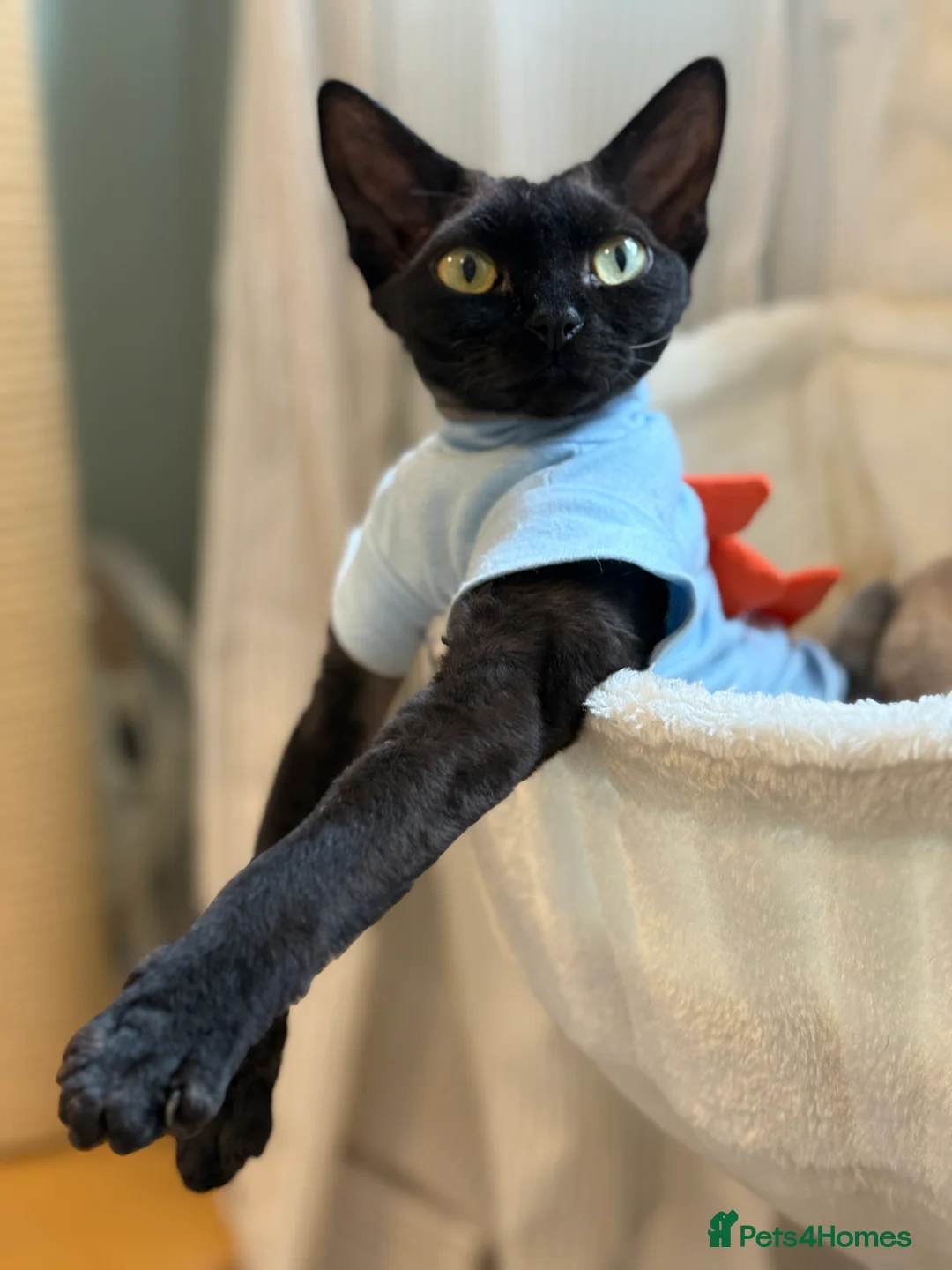 Devon Rex cats for sale: Devon Rex Kittens –GCCF Last kitten available BOY  - Advert 3