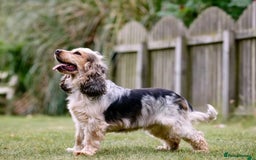 Cocker Spaniel dogs for sale: Show cocker spaniels  - Image 8