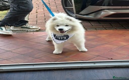Samoyed dogs for sale: ✨Fluffy 15‑Week Old Boy Samoyed Puppy✨ - Image 1