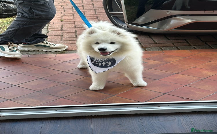 Samoyed dogs - Advert 1