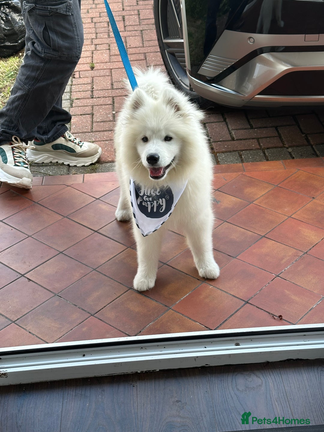Samoyed dogs for sale: ✨Fluffy 15‑Week Old Boy Samoyed Puppy✨ - Image 1