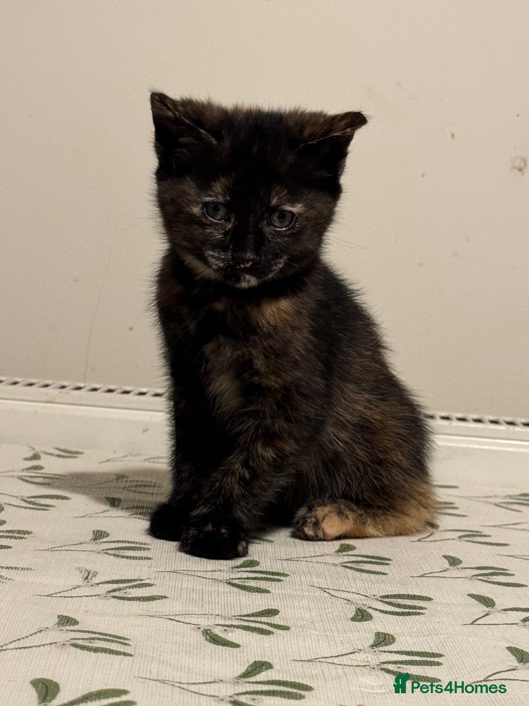 Mixed Breed cats for sale: 8 Weeks Old, Kittens for Sale - Advert 7