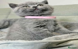 British Shorthair cats for sale: Chunky British Shorthair Blue Kittens 🐱💙 - Image 20