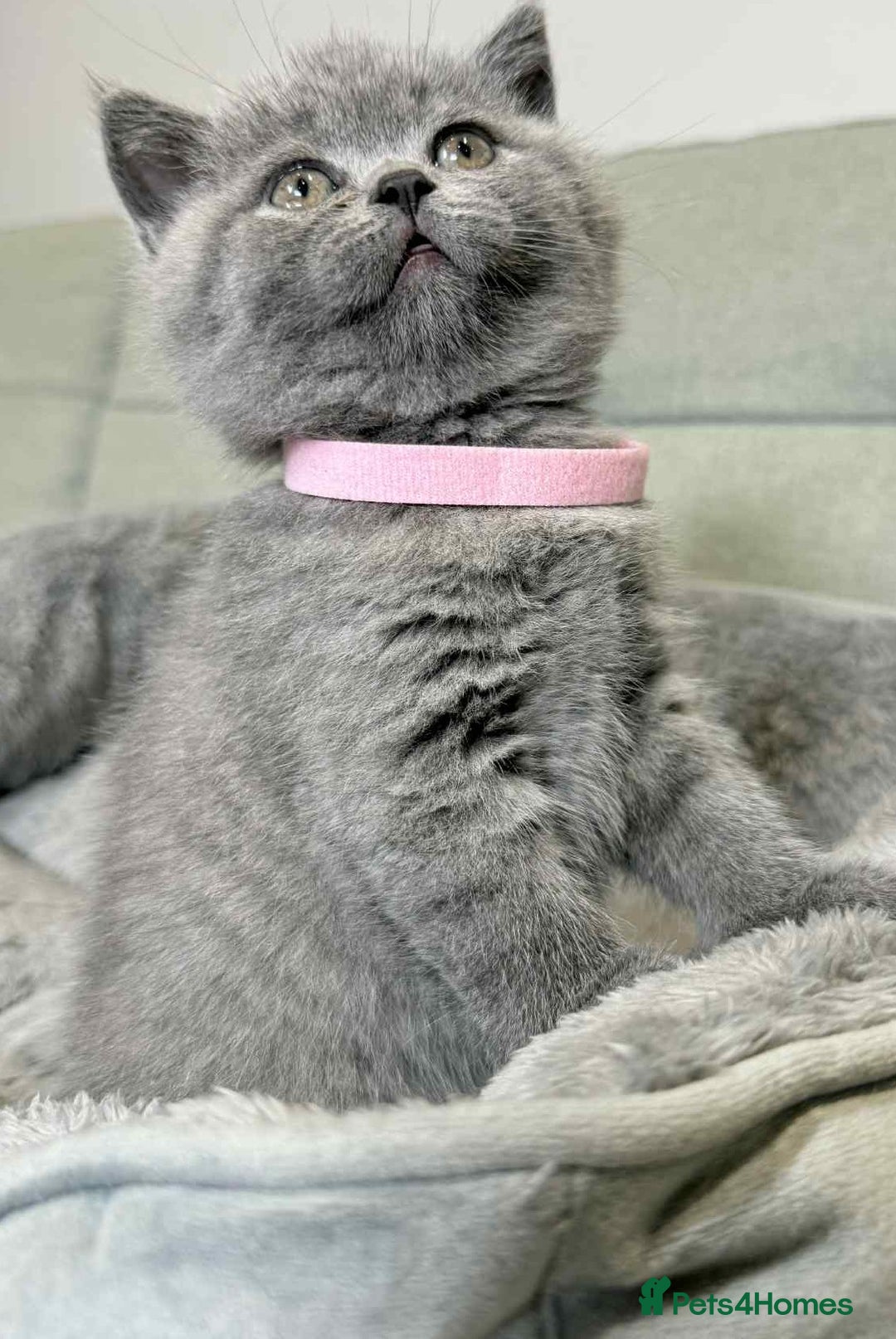 British Shorthair cats for sale: Chunky British Shorthair Blue Kittens 🐱💙 - Image 20