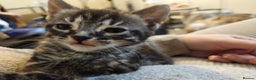 Bengal cats for sale: 9 week old bengal cross  - Advert 6