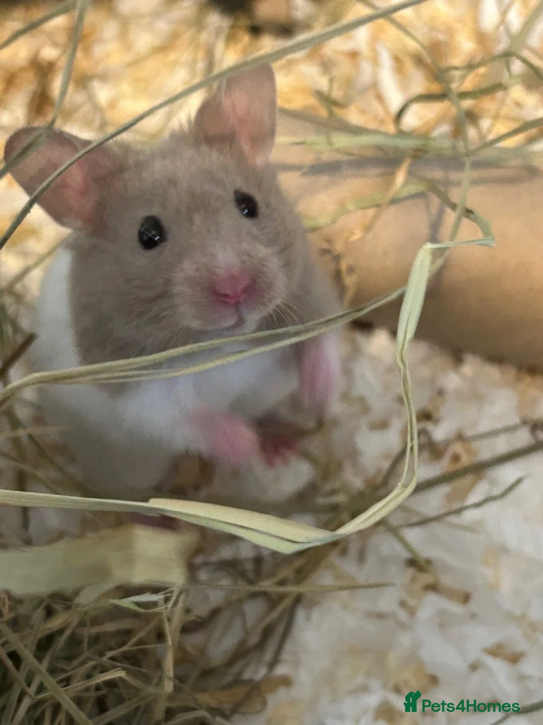 Hamster rodents for sale: Syrian Hamster  - Advert 1