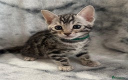 Bengal cats for sale: 🏡Gorgeous Bengal Kittens–Ready for Reservation 🐾 - Image 15