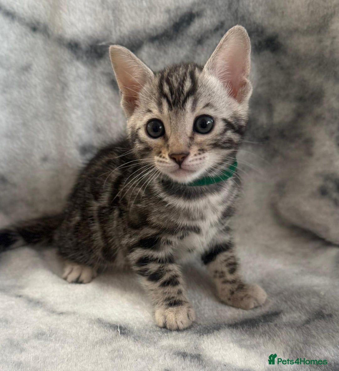 Bengal cats for sale: 🏡Gorgeous Bengal Kittens–Ready for Reservation 🐾 - Image 15