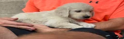 Golden Retriever dogs for sale: Beautiful golden retriever babies  - Advert 9